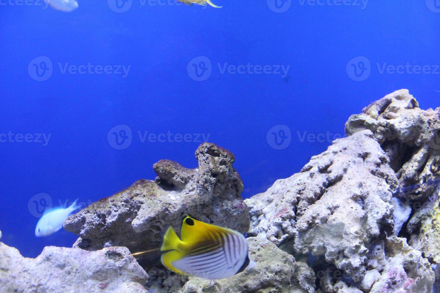 Heniochus acuminatus Chaetodon auriga is a small yellow-white fish close-up. Fauna in the aquarium photo