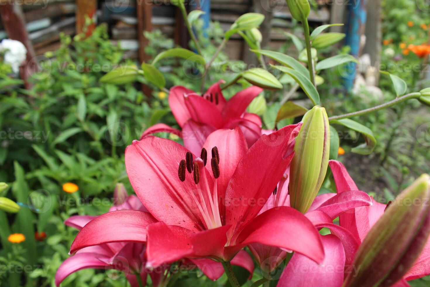 Growing lilies on the ground and in the greenhouse. A large swarm flower blooms in summer photo