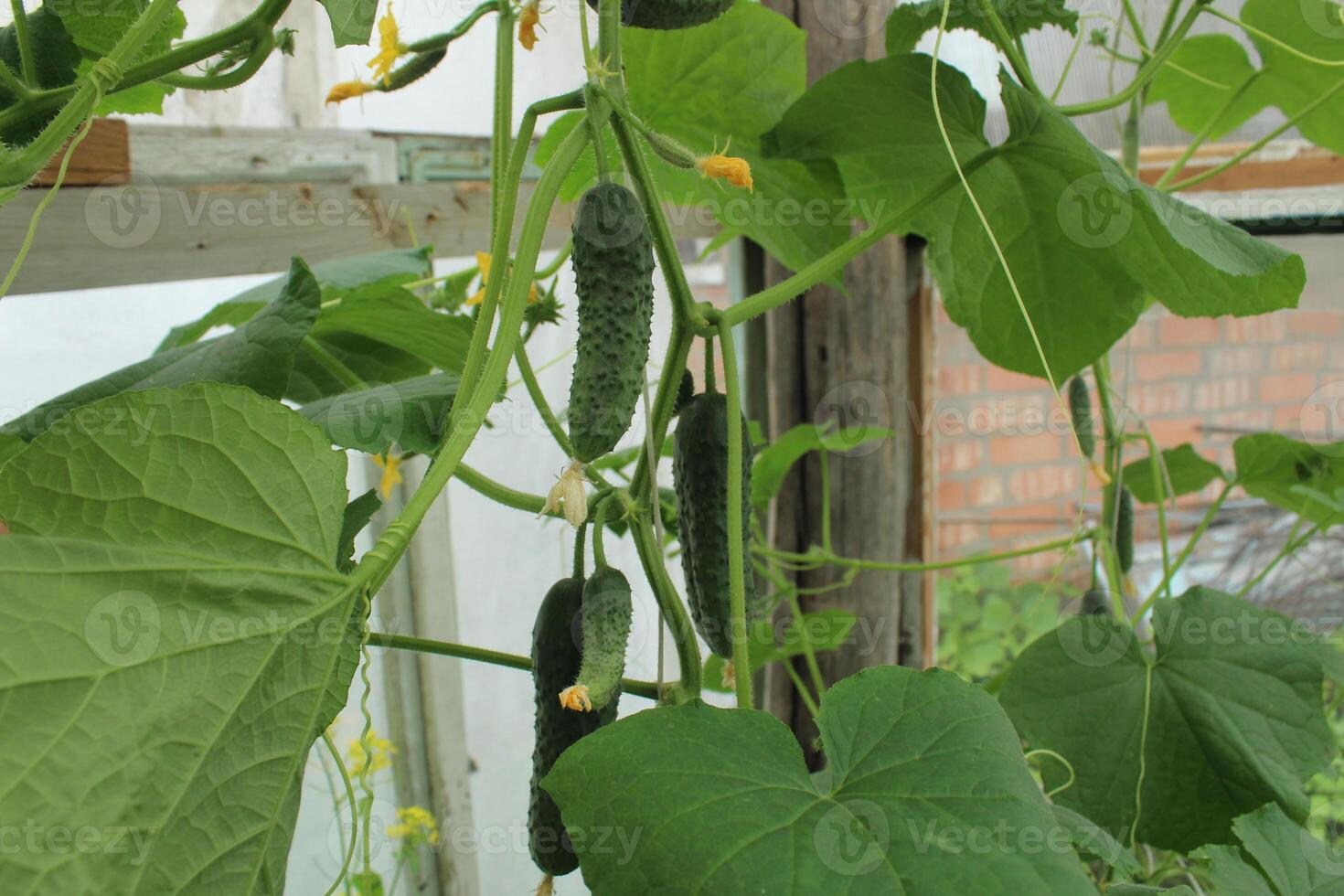 Cucumber plant in a greenhouse with small cucumbers on a branch. Fertilizing, tying and feeding cucumbers, vegetables photo