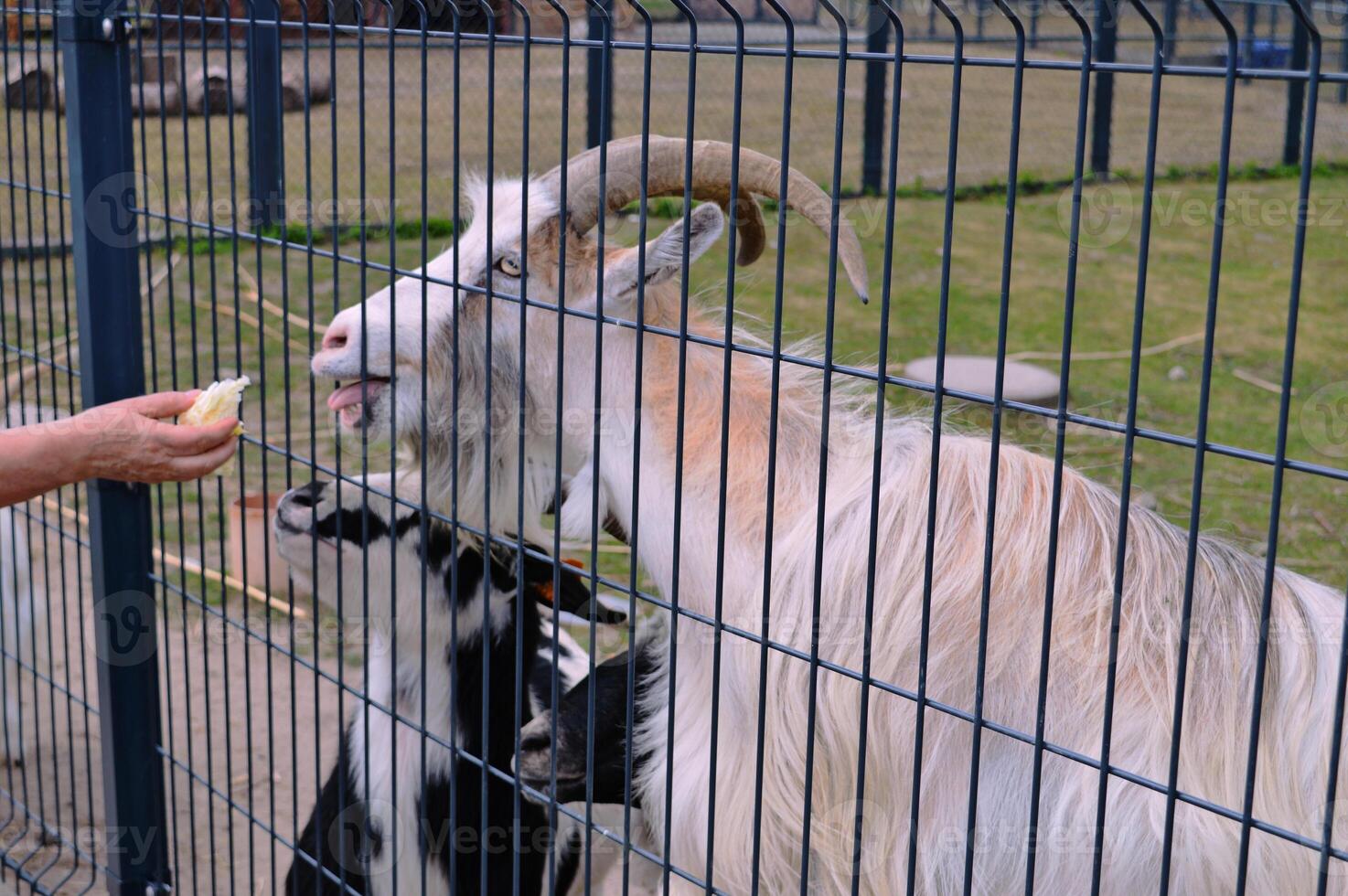 Pet goat in the park, ferry, zoo behind bars. photo