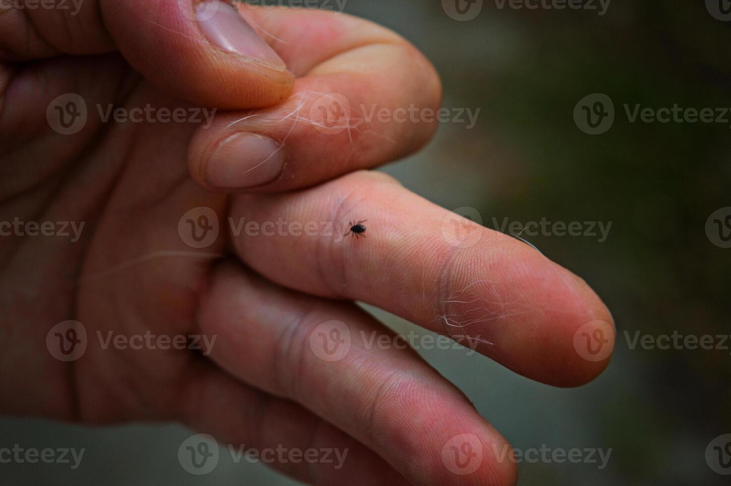 Tick walking on human arm photo
