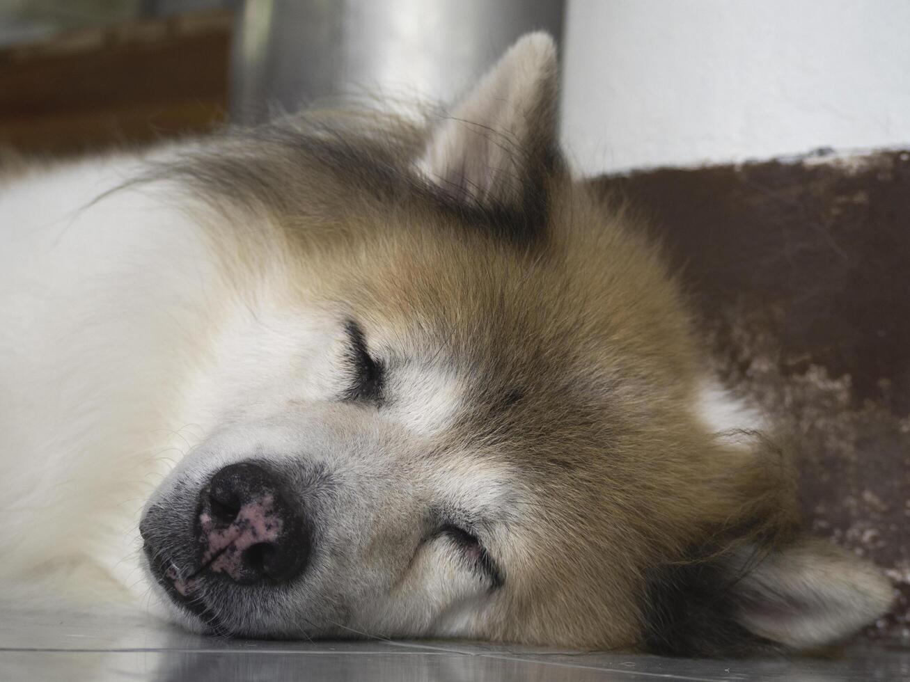 face of sleeping dog photo