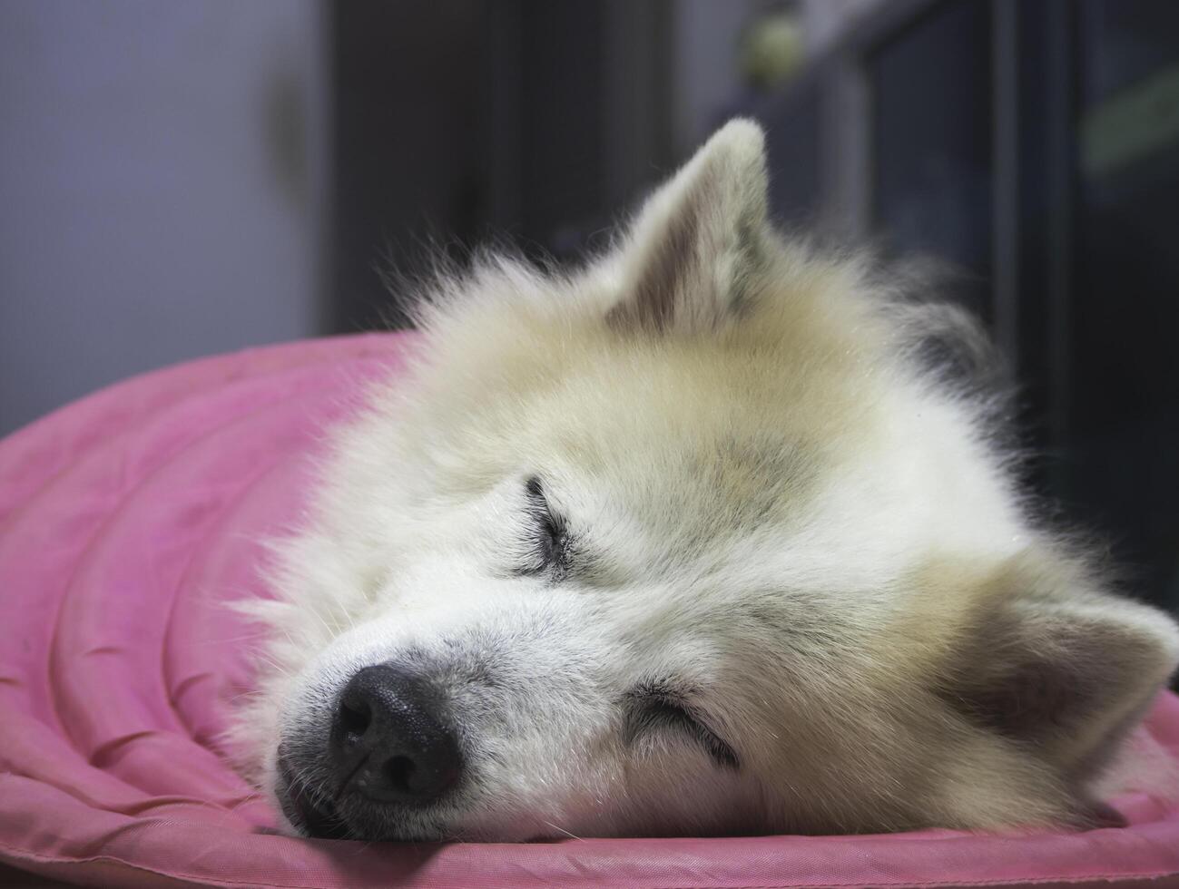 sleeping dog,cute animal photo