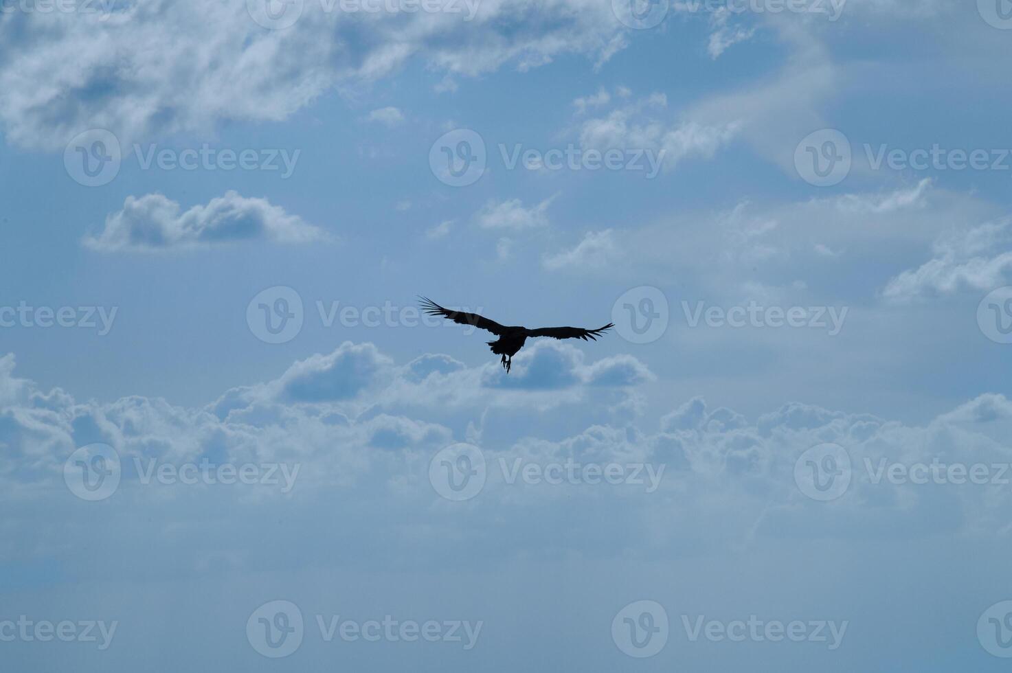 Silhouette of a soaring bird against a backdrop of fluffy clouds photo