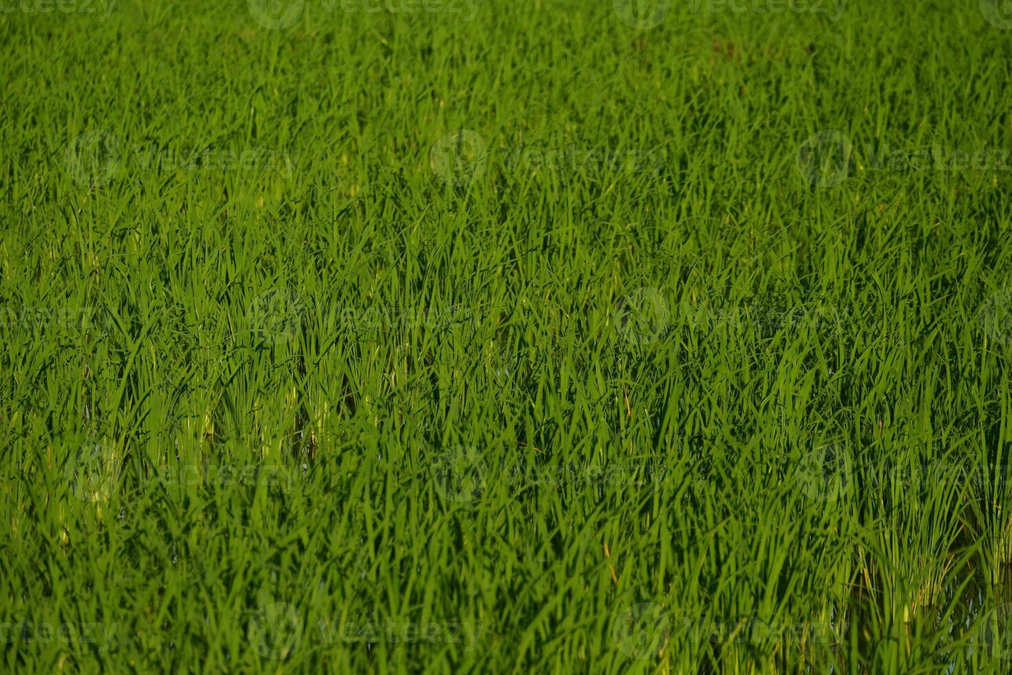 A field of green grass with a single white cow photo