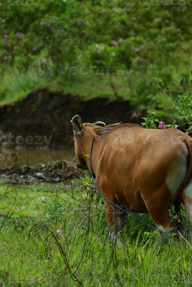 A cow is laying down in the grass photo