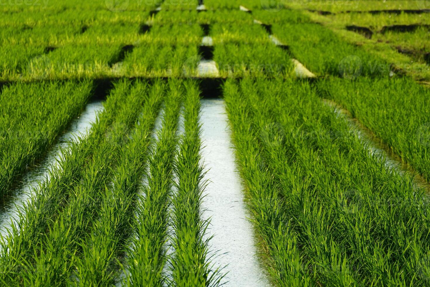 Rice fields in the morning photo