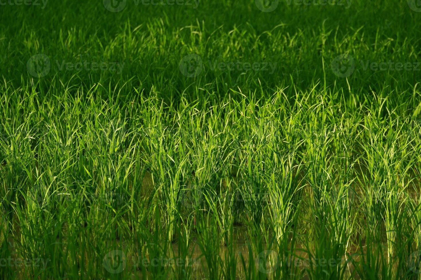 A field of green grass with a small animal photo