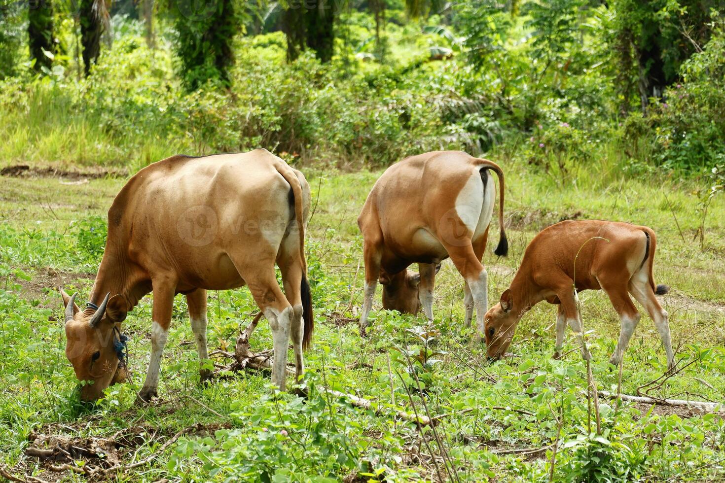 A herd of cows grazing in a field photo