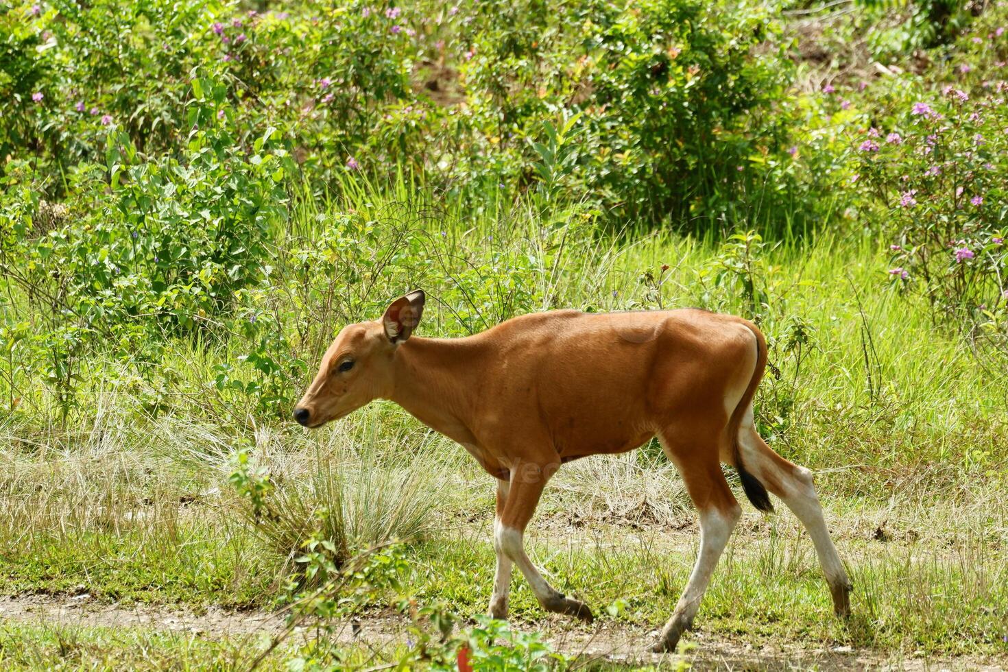 A small brown calf walking through a field photo
