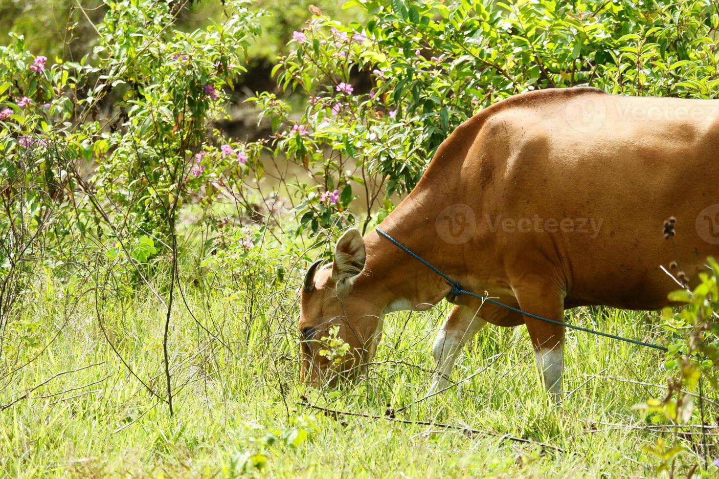 A cow grazing in a field with trees and bushes photo