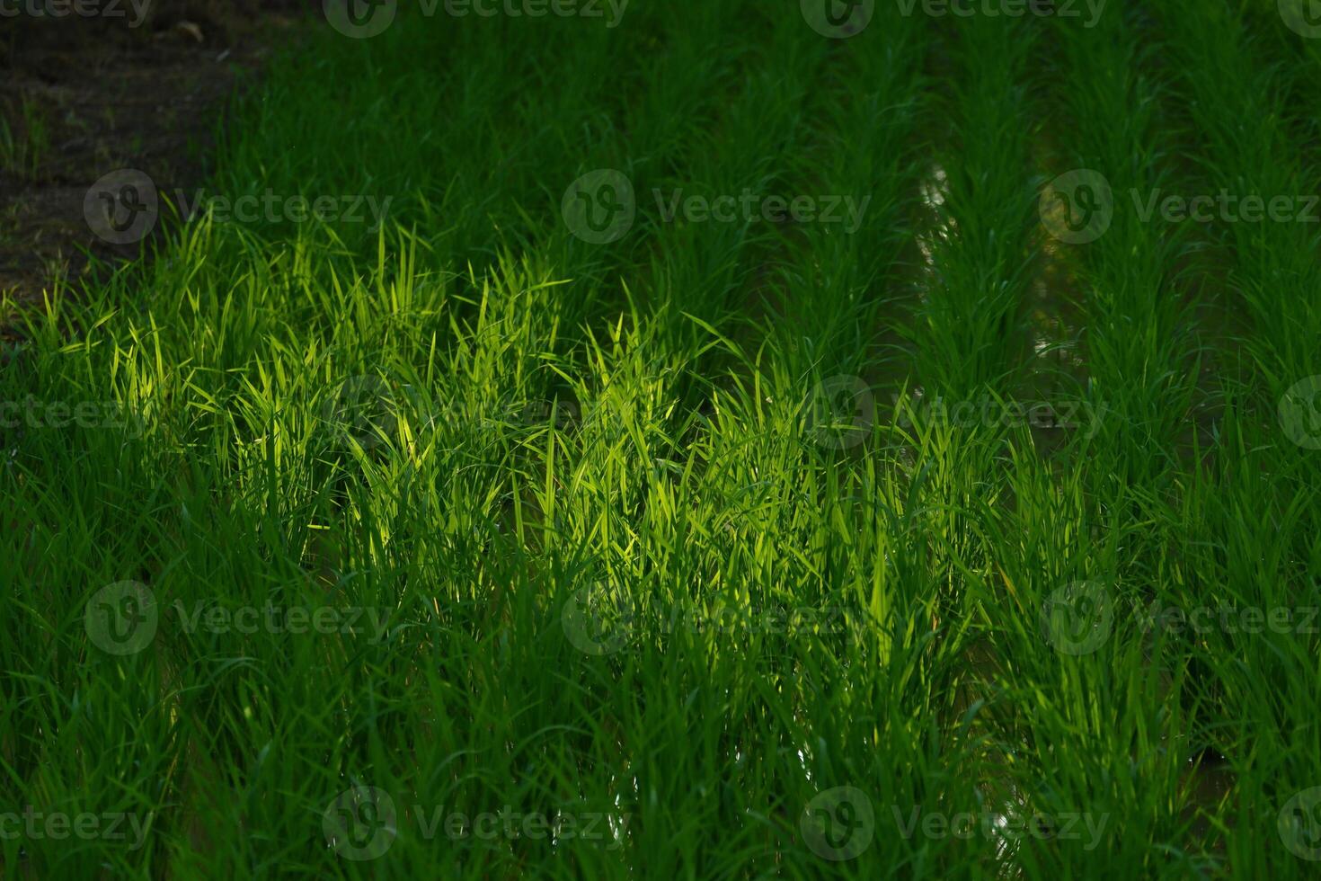 A field of green grass with sunlight shining through it photo