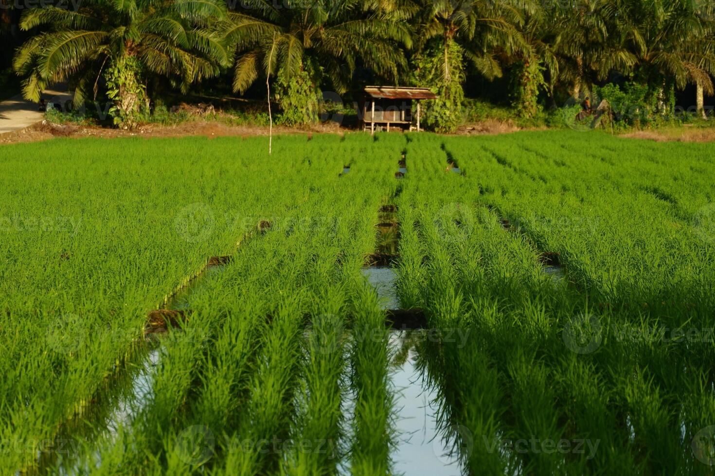 A rice field with a small hut in the middle photo