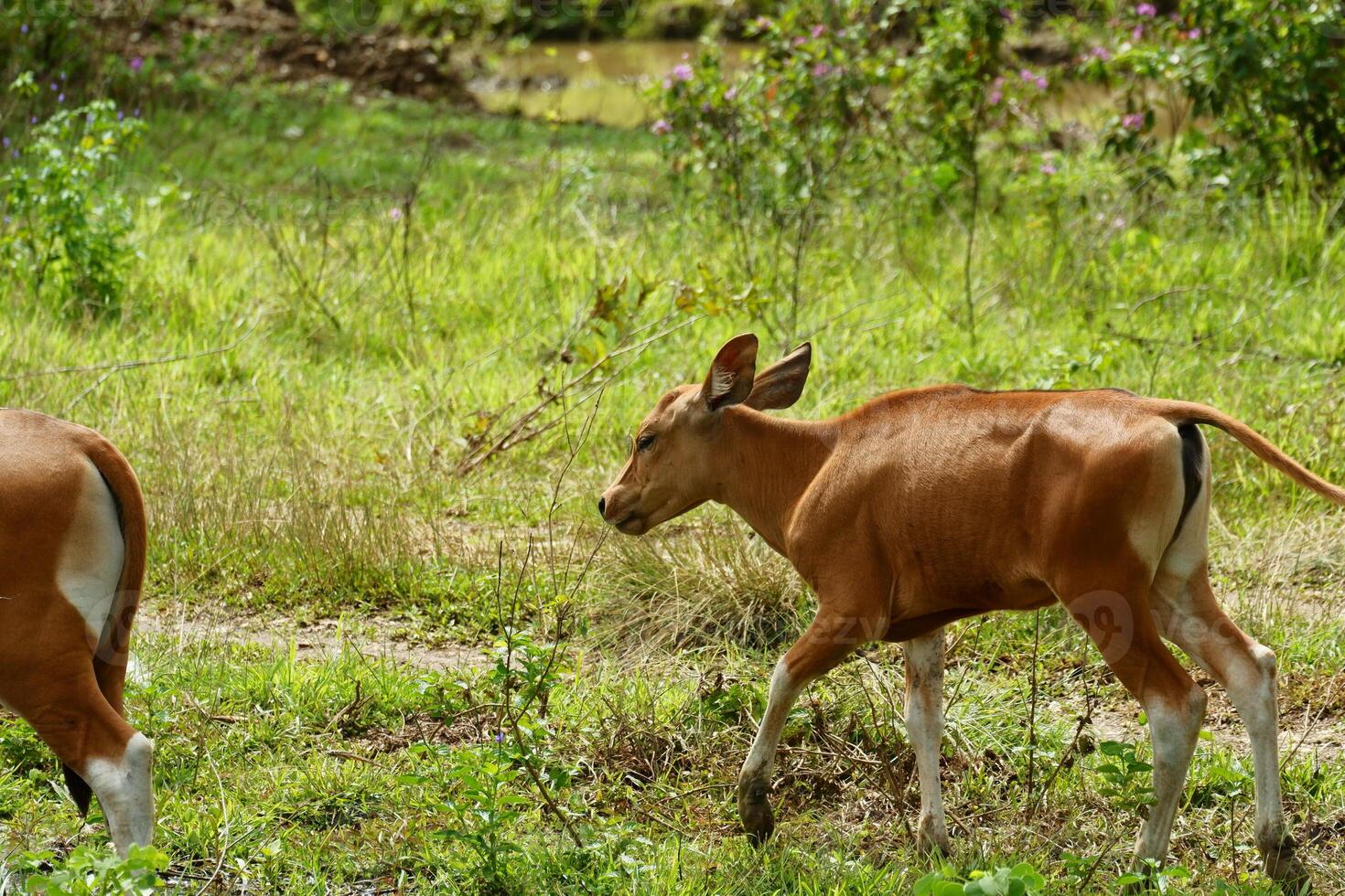 Two small brown cows walking in a field photo