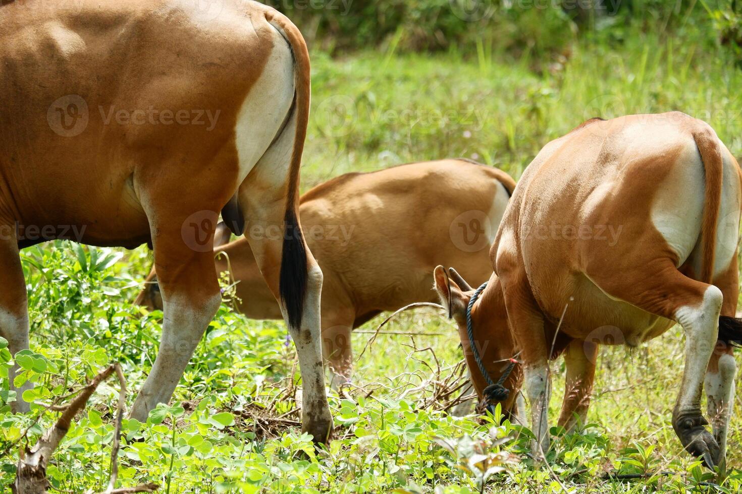 A herd of cows grazing in a field photo
