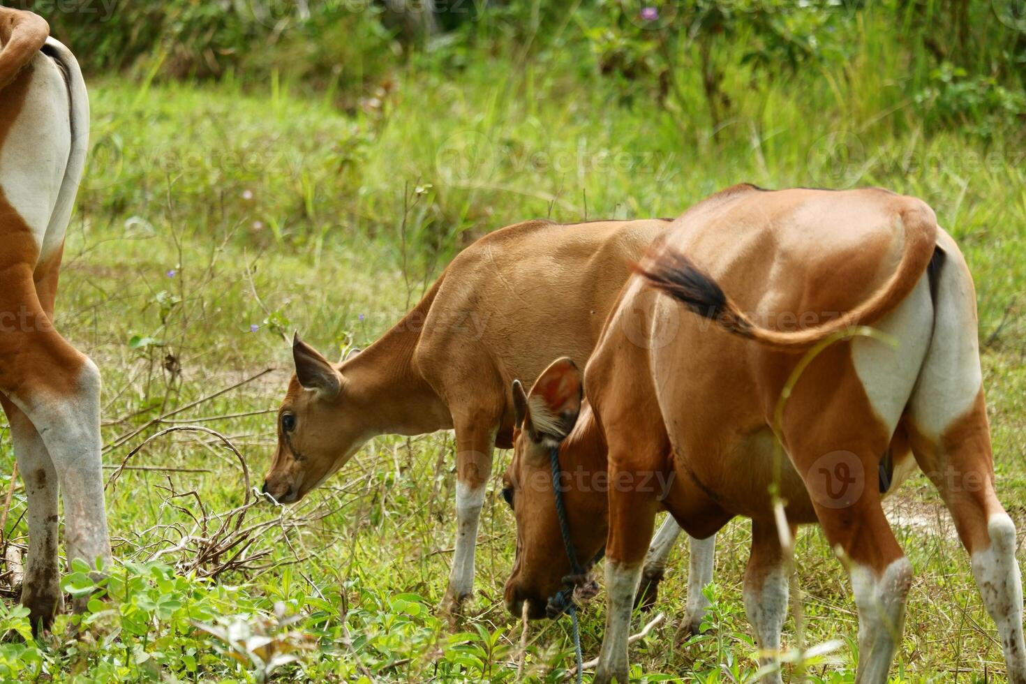 A couple of cows grazing in a field photo