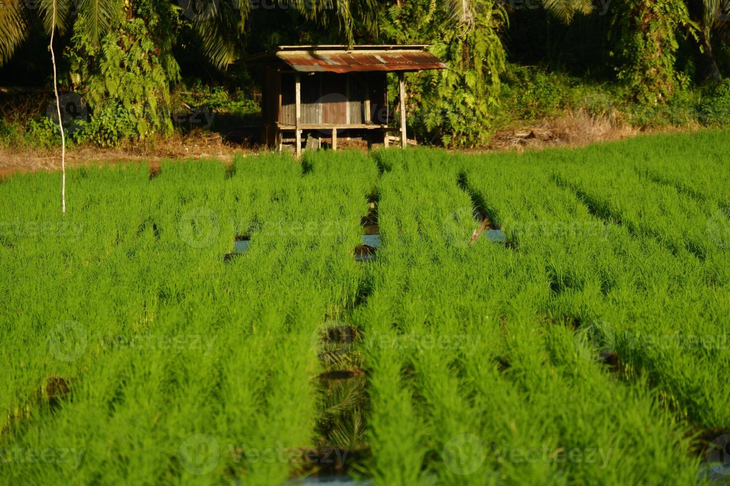 A small hut in a rice field photo