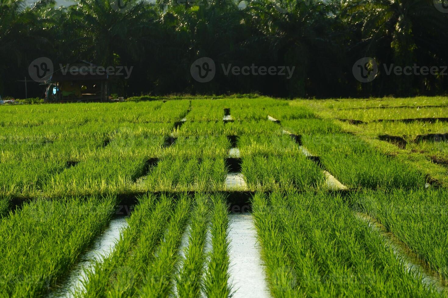 A field of green rice photo