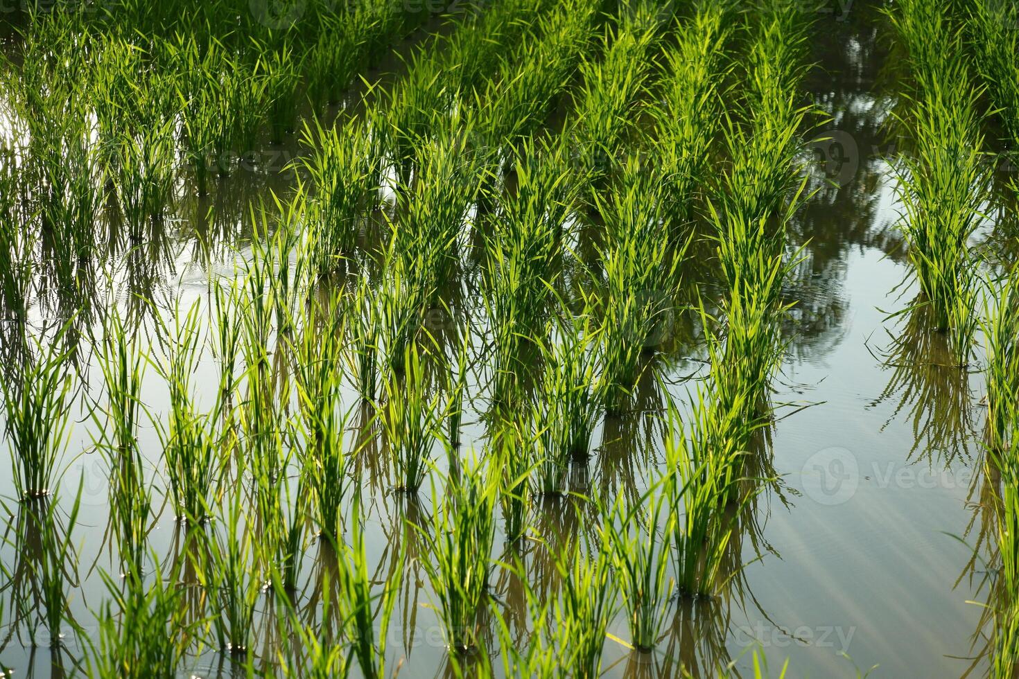 A large field of green grass with water photo