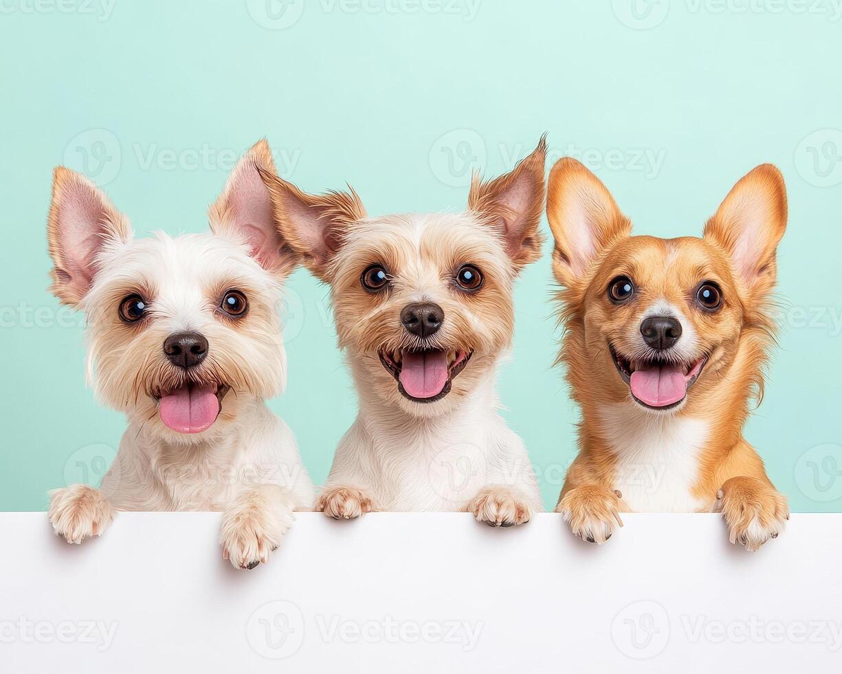 Happy dogs posing together with playful expressions against light background. Their joyful demeanor brings sense of fun and warmth to image photo