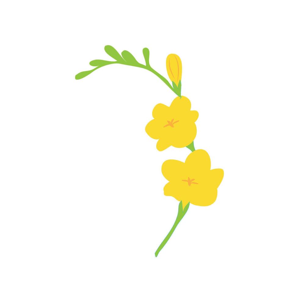 Freesia flower. Blooming floral plant. Spring field wildflower. Blossomed meadow buds, leaves. Delicate fragile gentle summer stem. Botanical flat illustration isolated vector