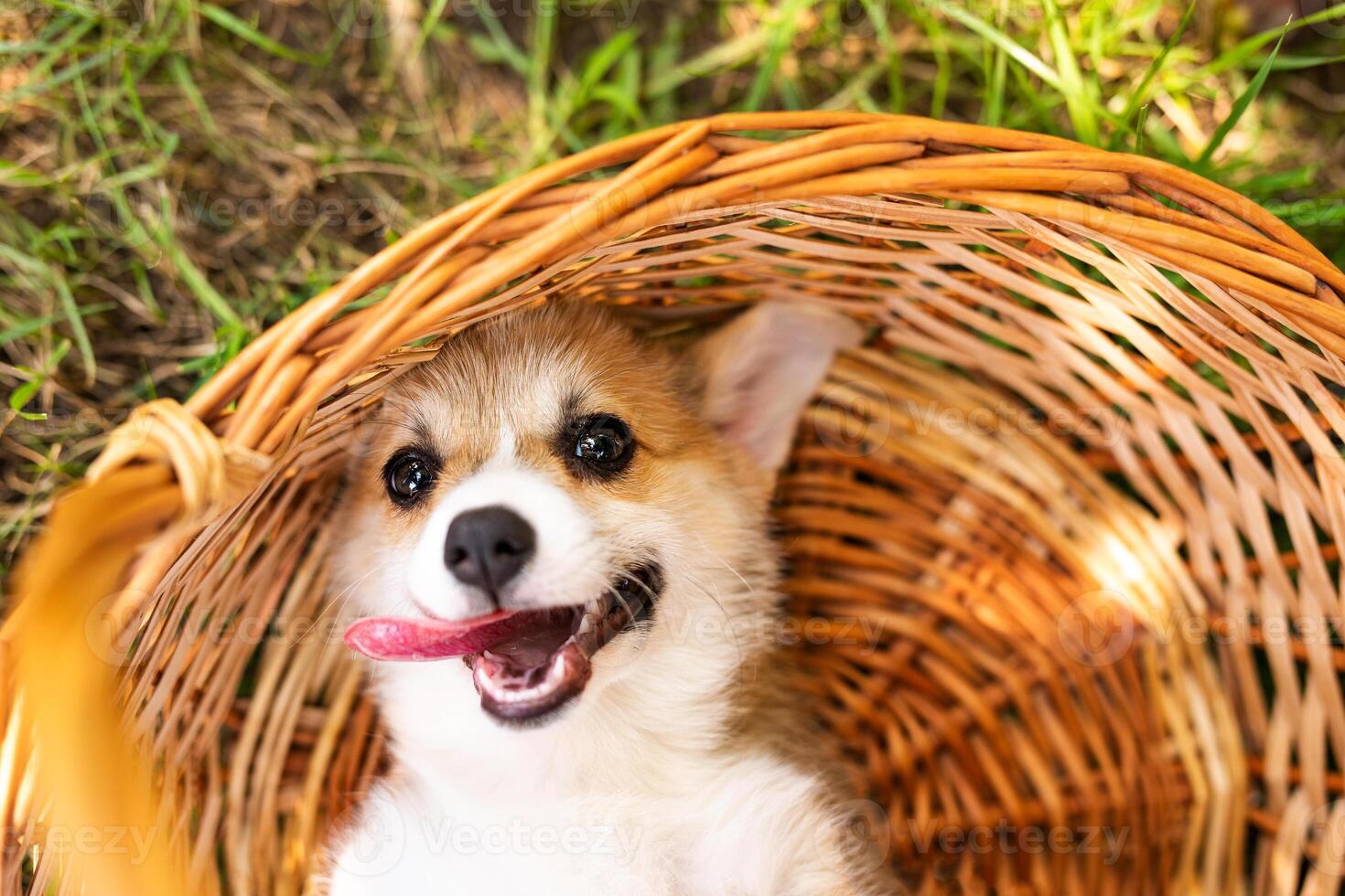 Corgi baby dog wait for someone in summer sunny day photo