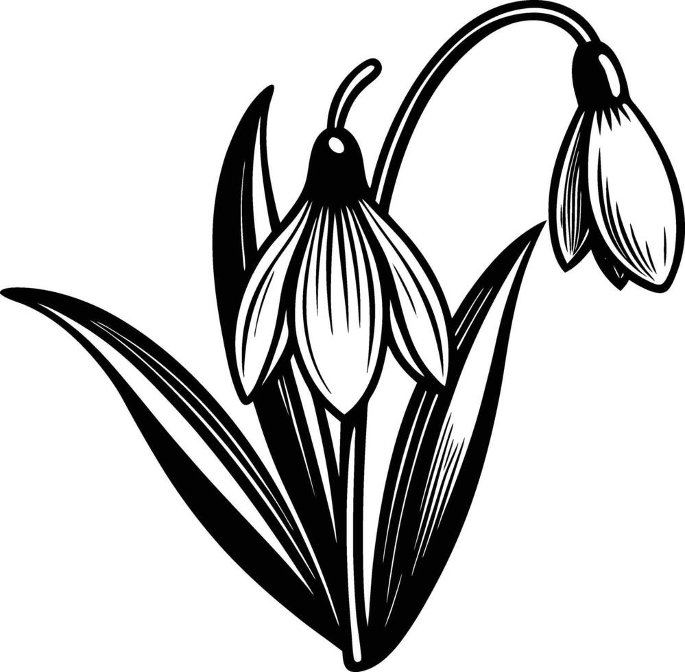 Bouquet of snowdrops vector