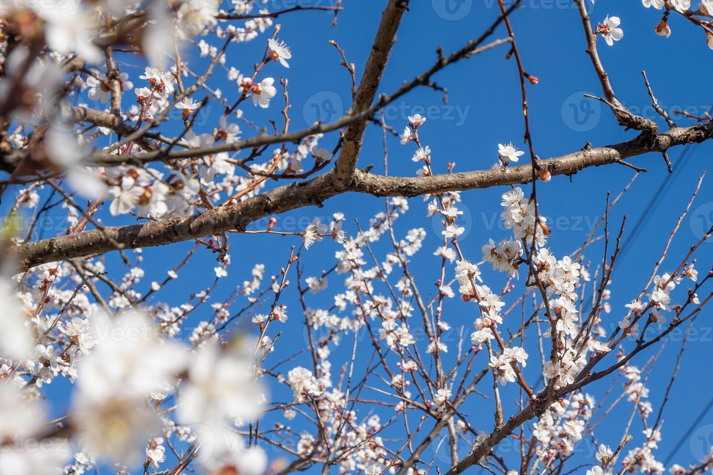 White flowers of the apricot tree. Spring flowering branches in the garden. photo