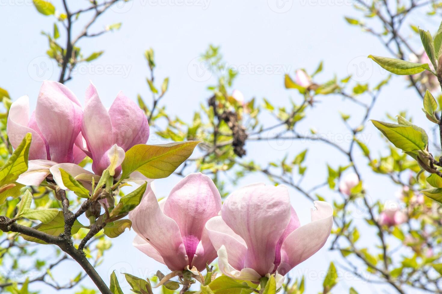 Pink magnolia flowers. Flower bud on a tree branch in the garden. photo