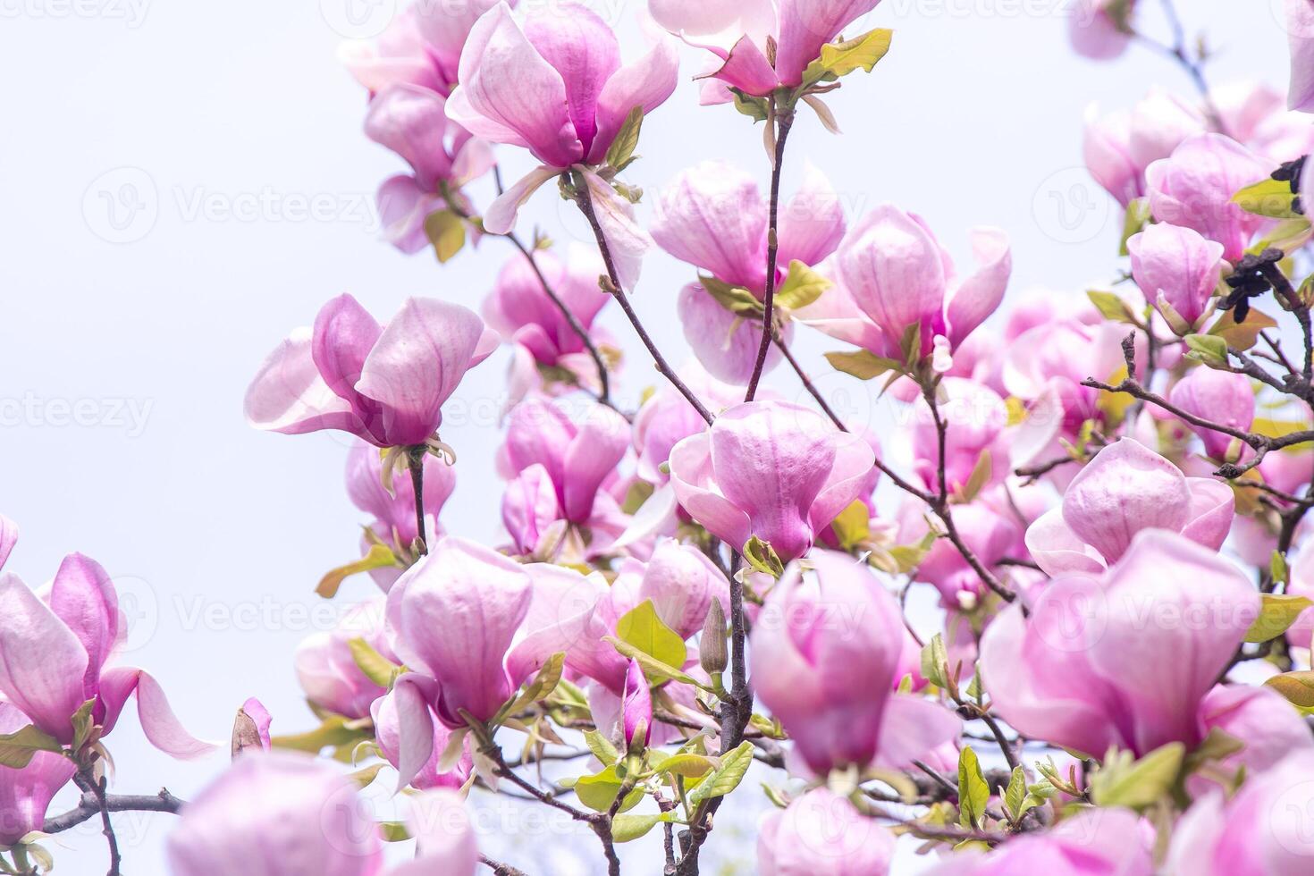 Pink magnolia flowers. Flower bud on a tree branch in the garden. photo
