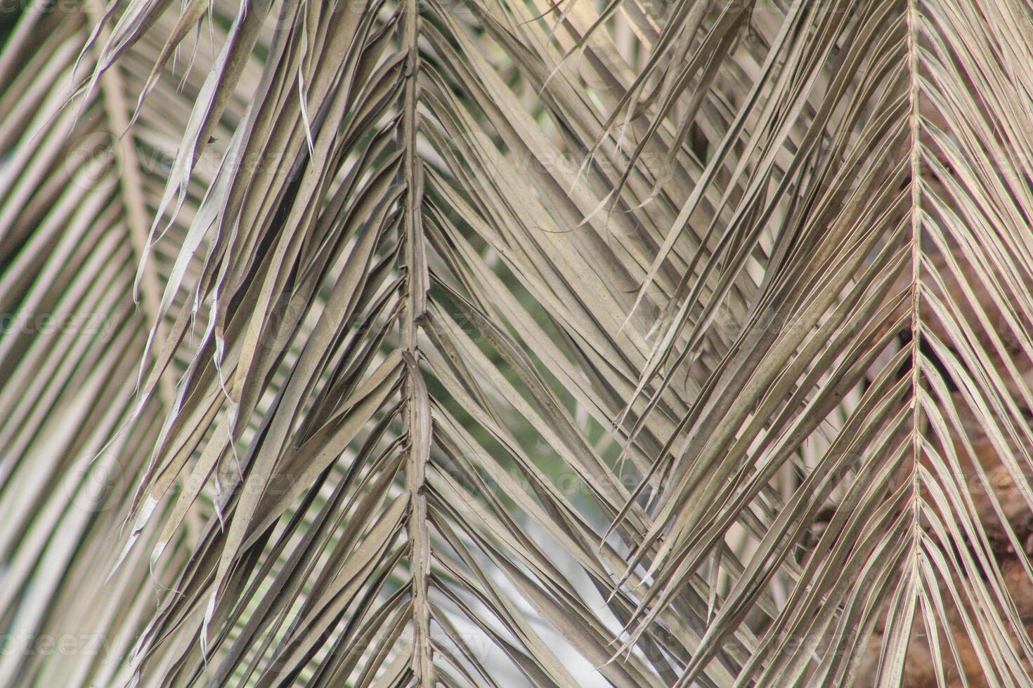 Palm leaf background. Foliage pattern. Dry leaves. Beige neutral natural color. photo