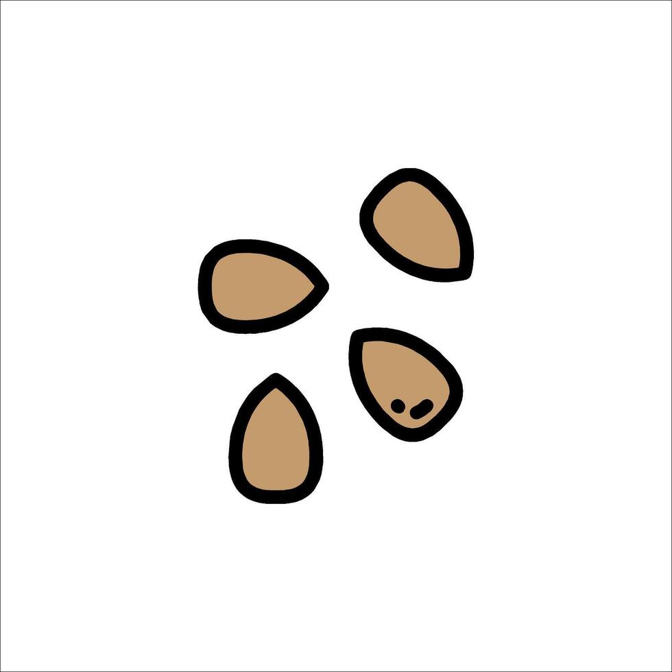 A drawing of almonds on a white background vector