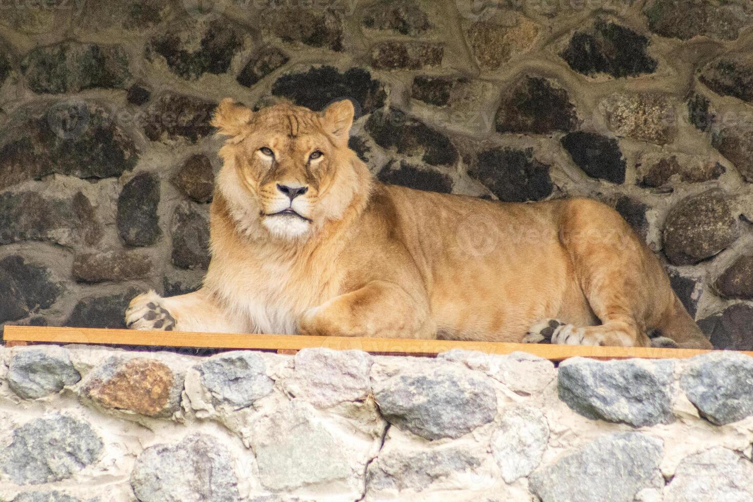 Lioness animal rest. Lion animal. Big cat photo