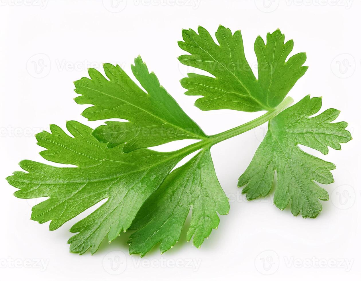 Coriander leaves isolated on a white background photo