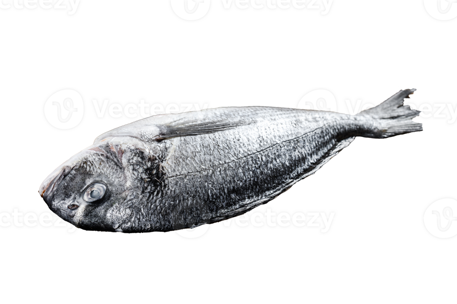 Raw Dorado fish with cooking ingredients, cherry tomatoes, thyme, pepper. Gray background. top view png