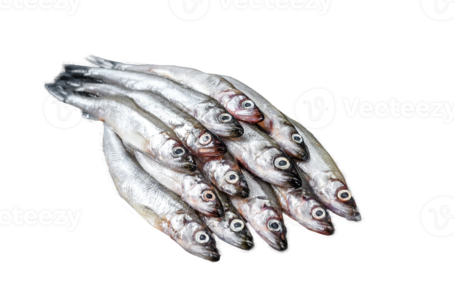 Fresh raw sea small fish smelt. Black background. Top view png