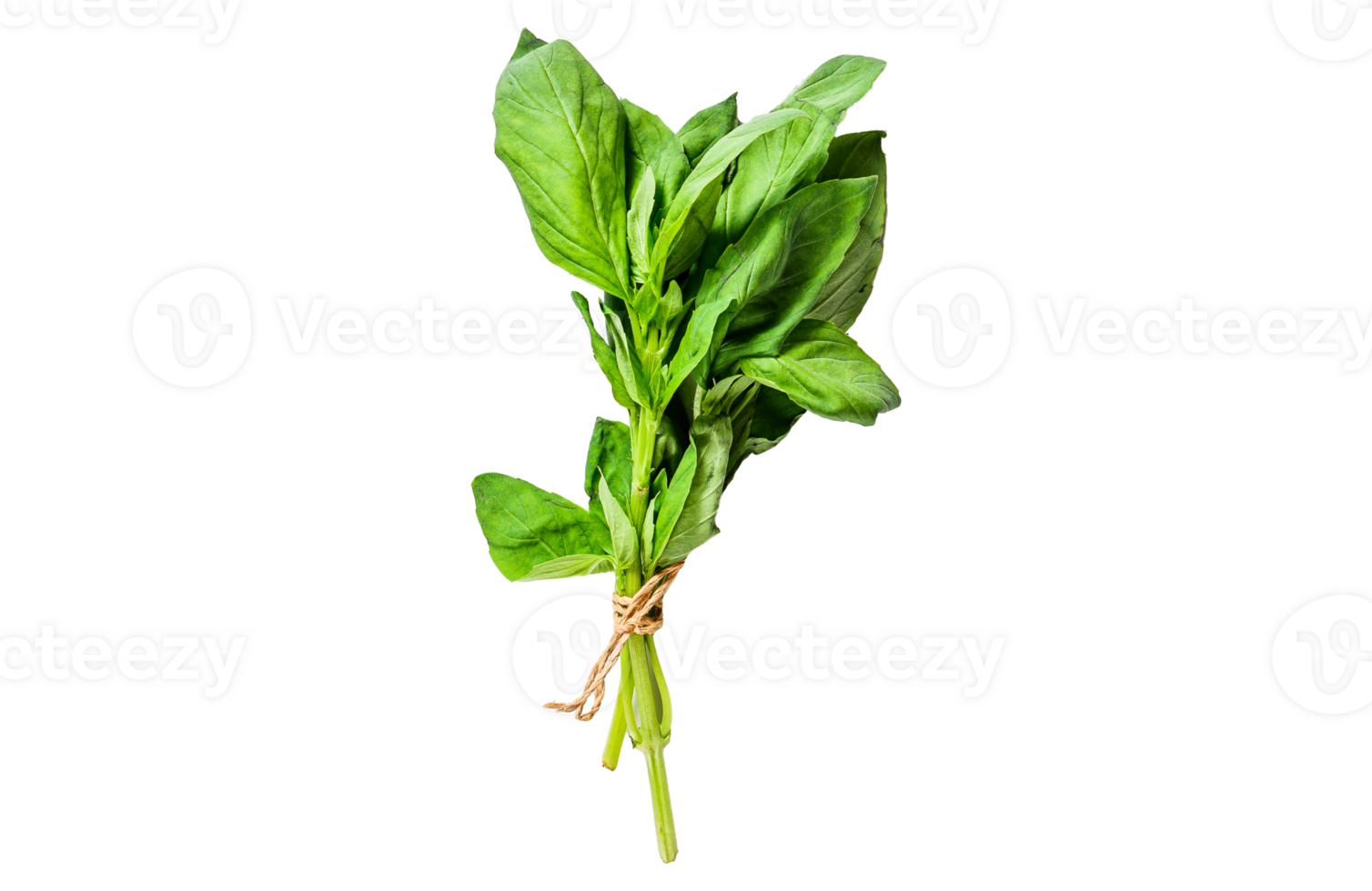 A sprig of Basil on a white background. Space for text. Seasoning for vegetables png
