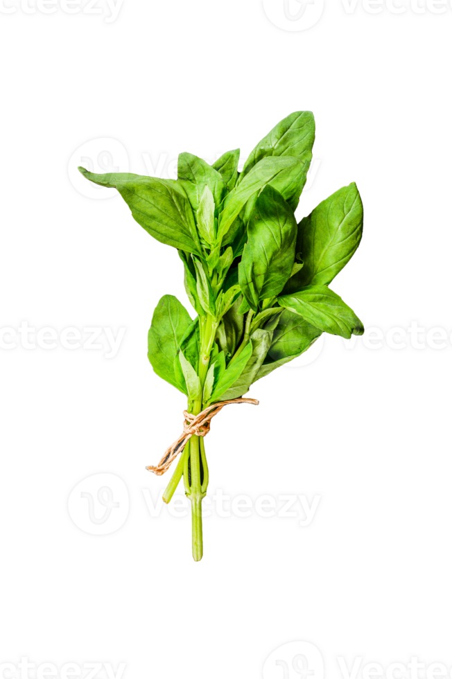A sprig of Basil on a black background. Space for text. Seasoning for vegetables. png