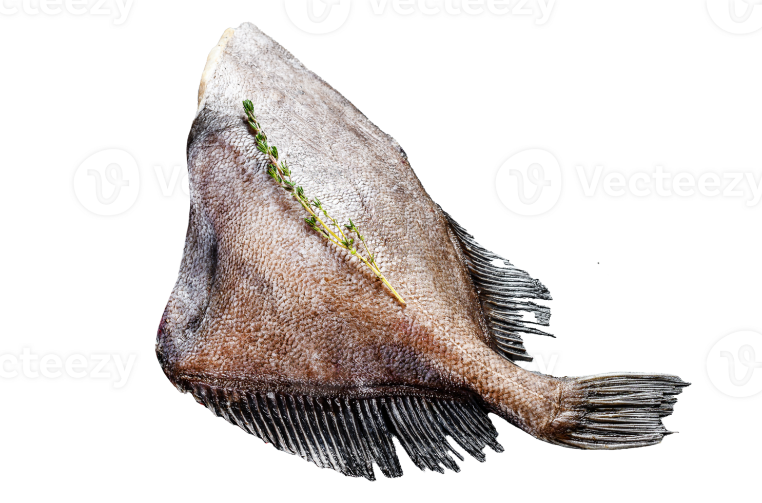 Raw fresh whole John Dory fish with spices and herbs for cooking. Black background. Top view. png