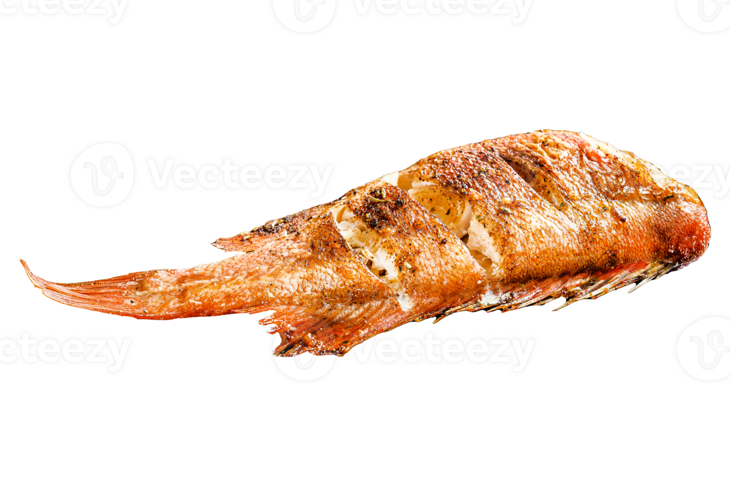 Red sea bass fried. Black background. Top view png