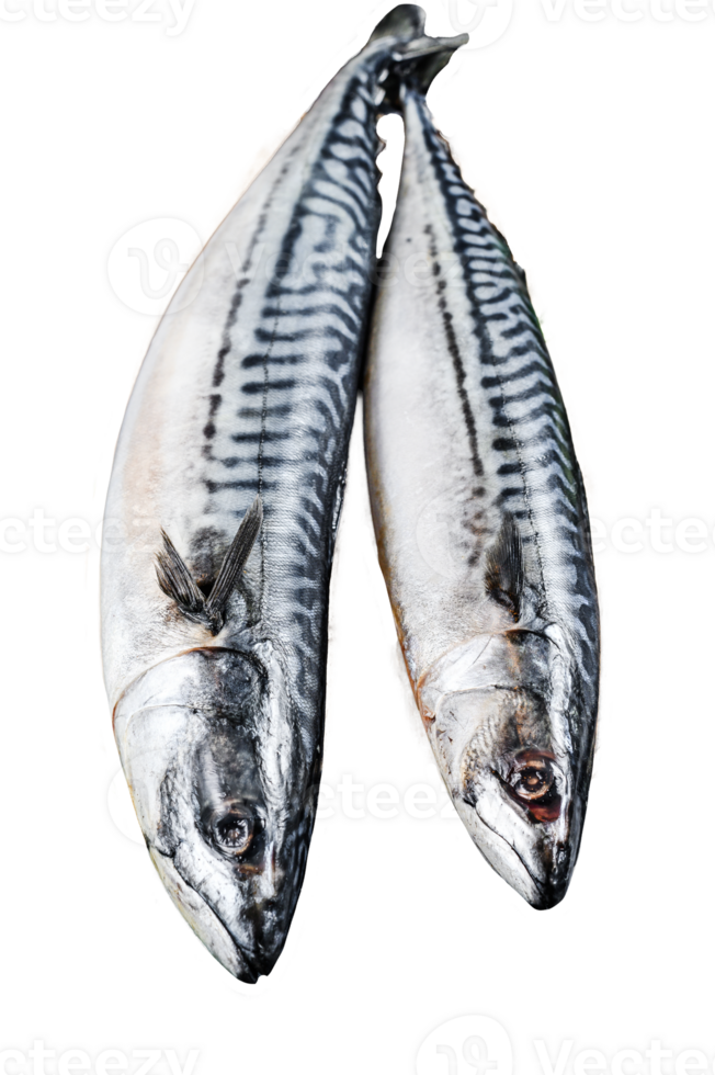 Mackerel fish with parsley and pepper. Fresh seafood. Gray background. Top view png