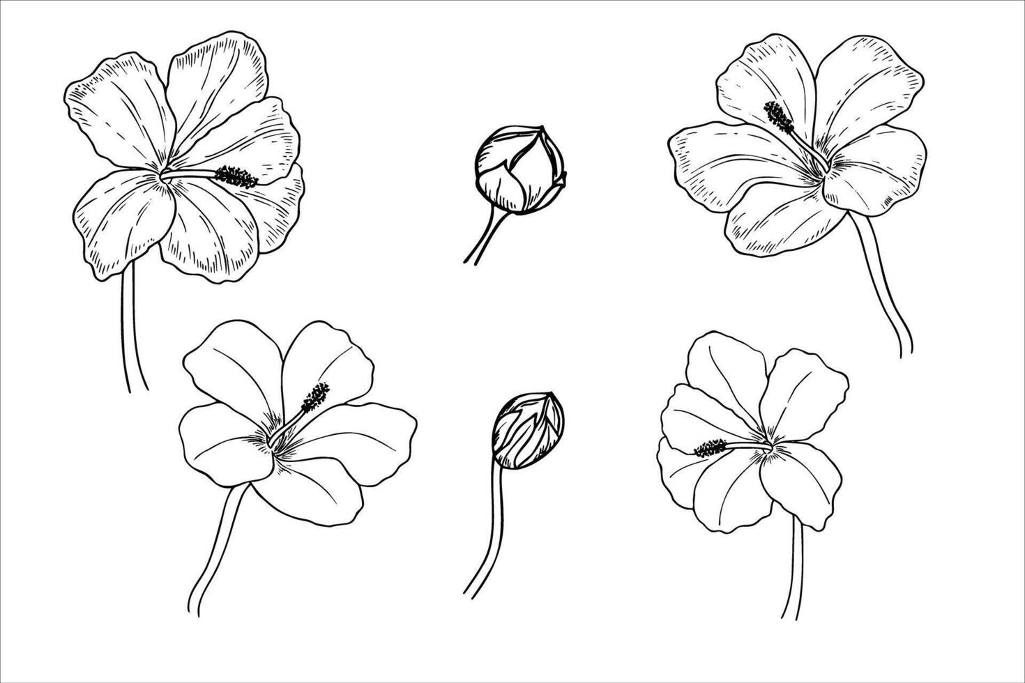 Blooming flowers with buds illustration painted by black inks . Tropical Chinese Rose on stem set monochrome line drawing. Floral element for greetings, invitation, save the date card, tattoo vector