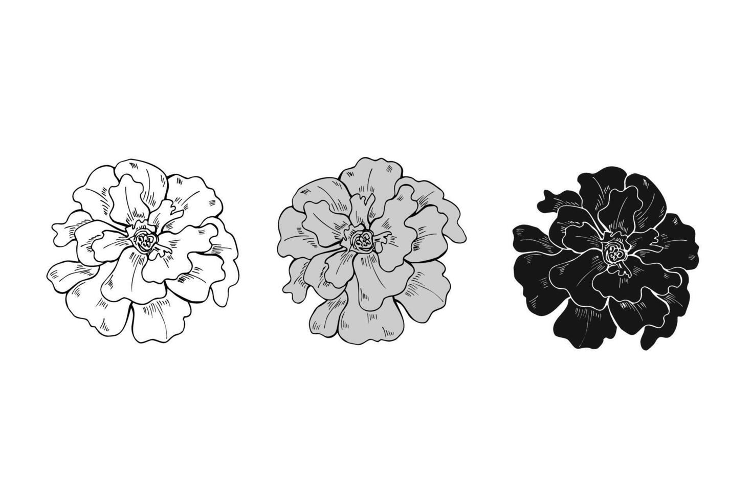 Monochrome marigold flower heads in three colors line art hand drawn illustration. Terry flowers sketch painted by black ink. Floral blooming element etching drawing for decor, greetings, icon vector