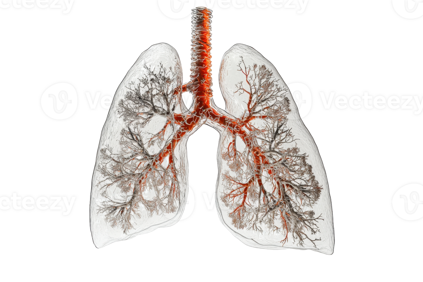 Detailed anatomical representation of human lungs showcasing intricate bronchial tree structure and vascular connections. png