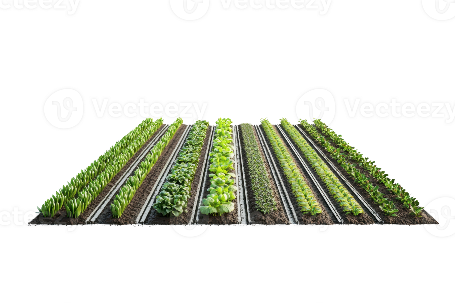 A vibrant array of neatly arranged rows of various green plants showcasing healthy growth and diversity. png