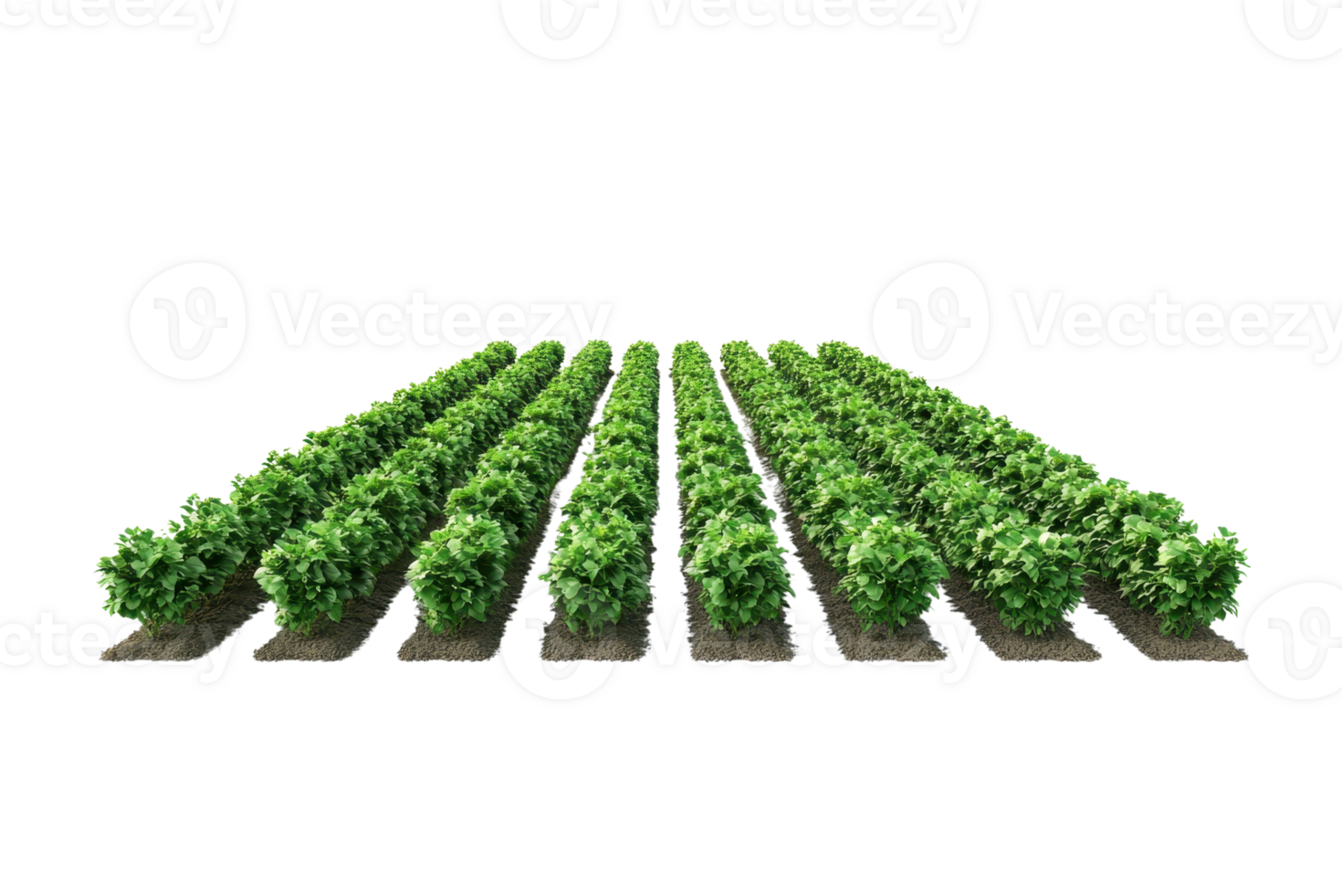 A vibrant field of neatly arranged green plants in rows, showcasing healthy growth and agricultural symmetry. png