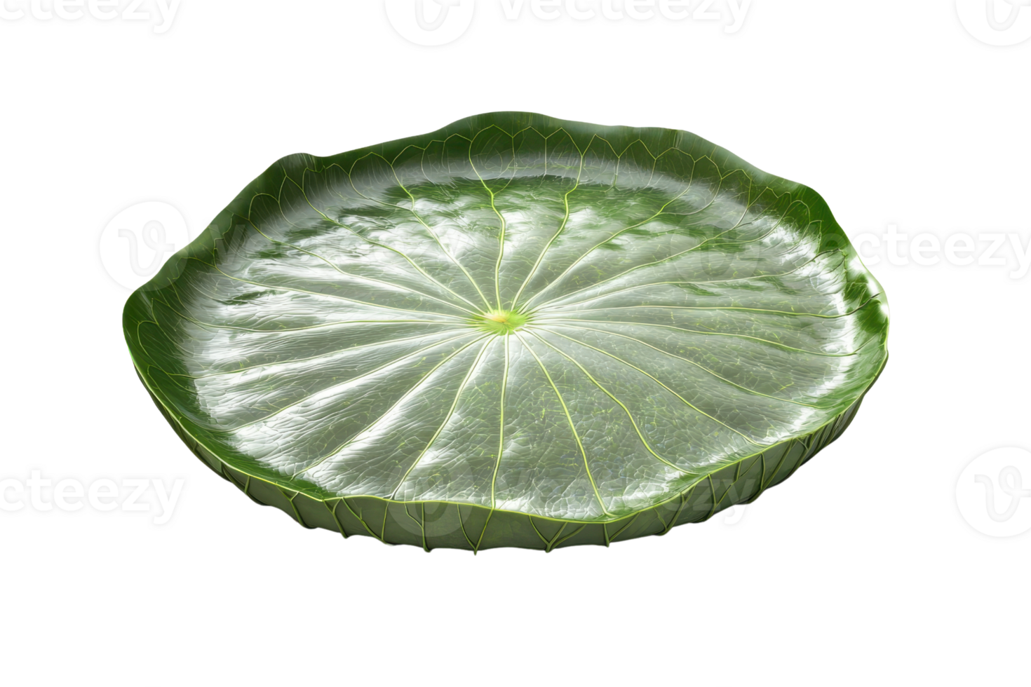 A circular green leaf with prominent veins and a slightly raised center, showcasing its unique texture and shape. png