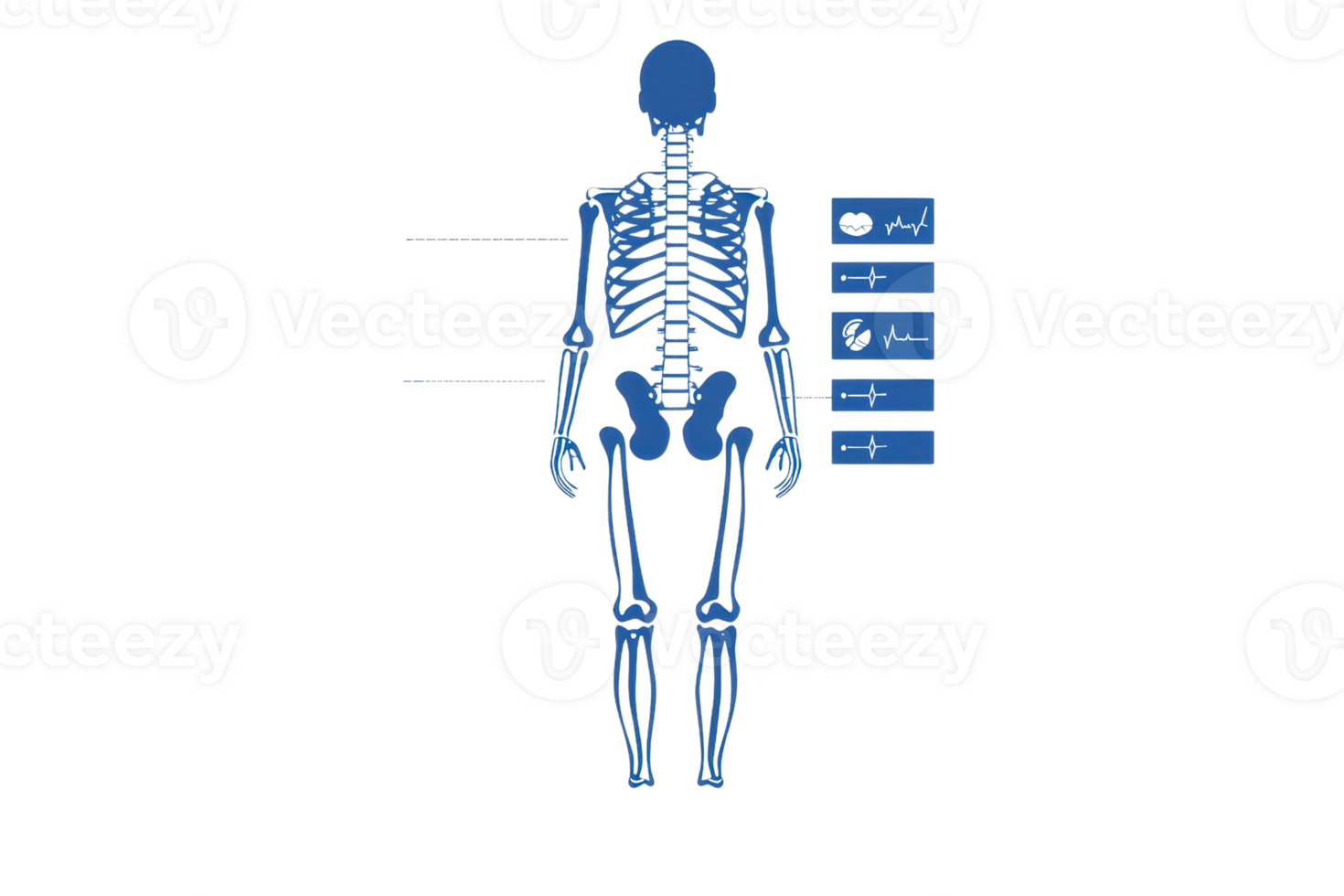 A blue skeletal diagram illustrating the human skeletal structure with labeled anatomical regions. png