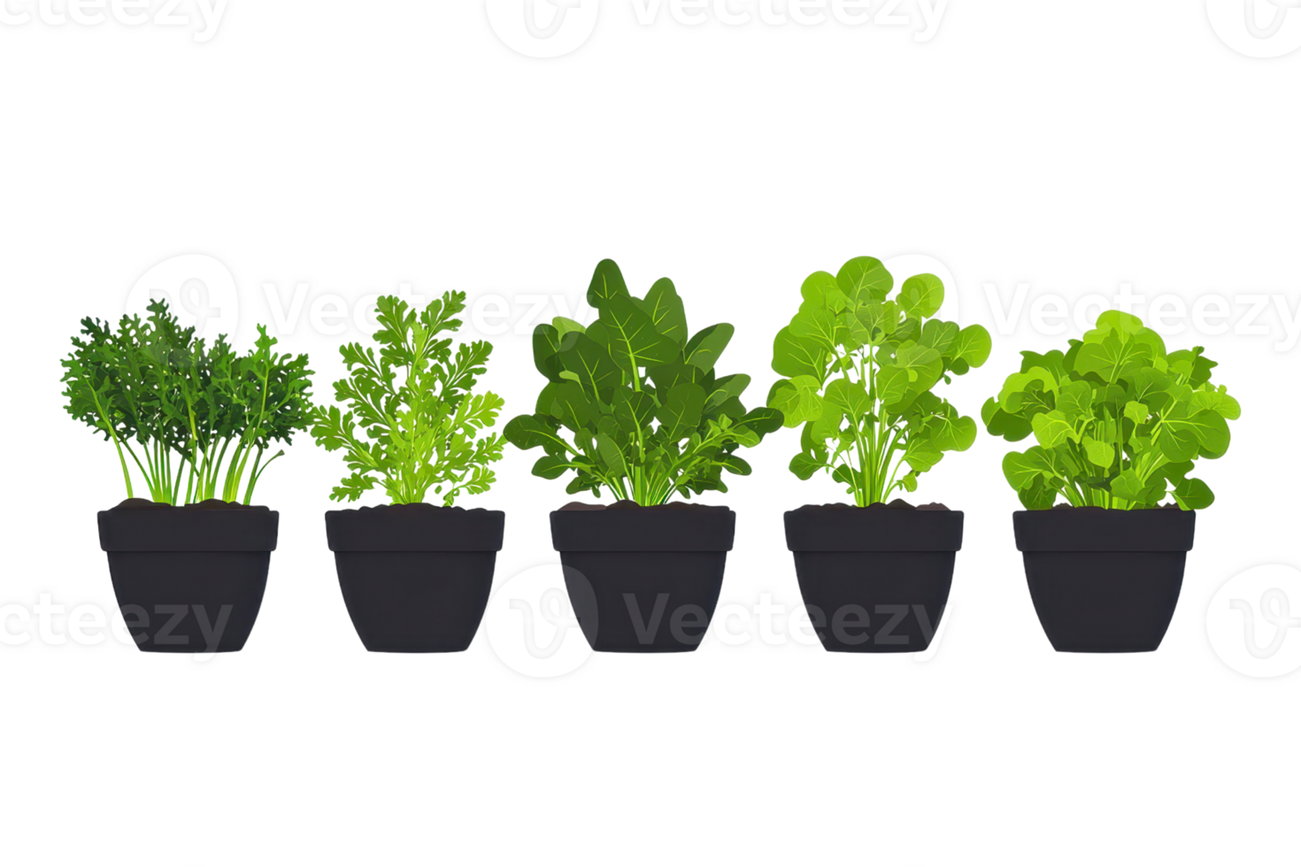 A vibrant display of five potted herbs, showcasing various shades of green and unique leaf shapes. png