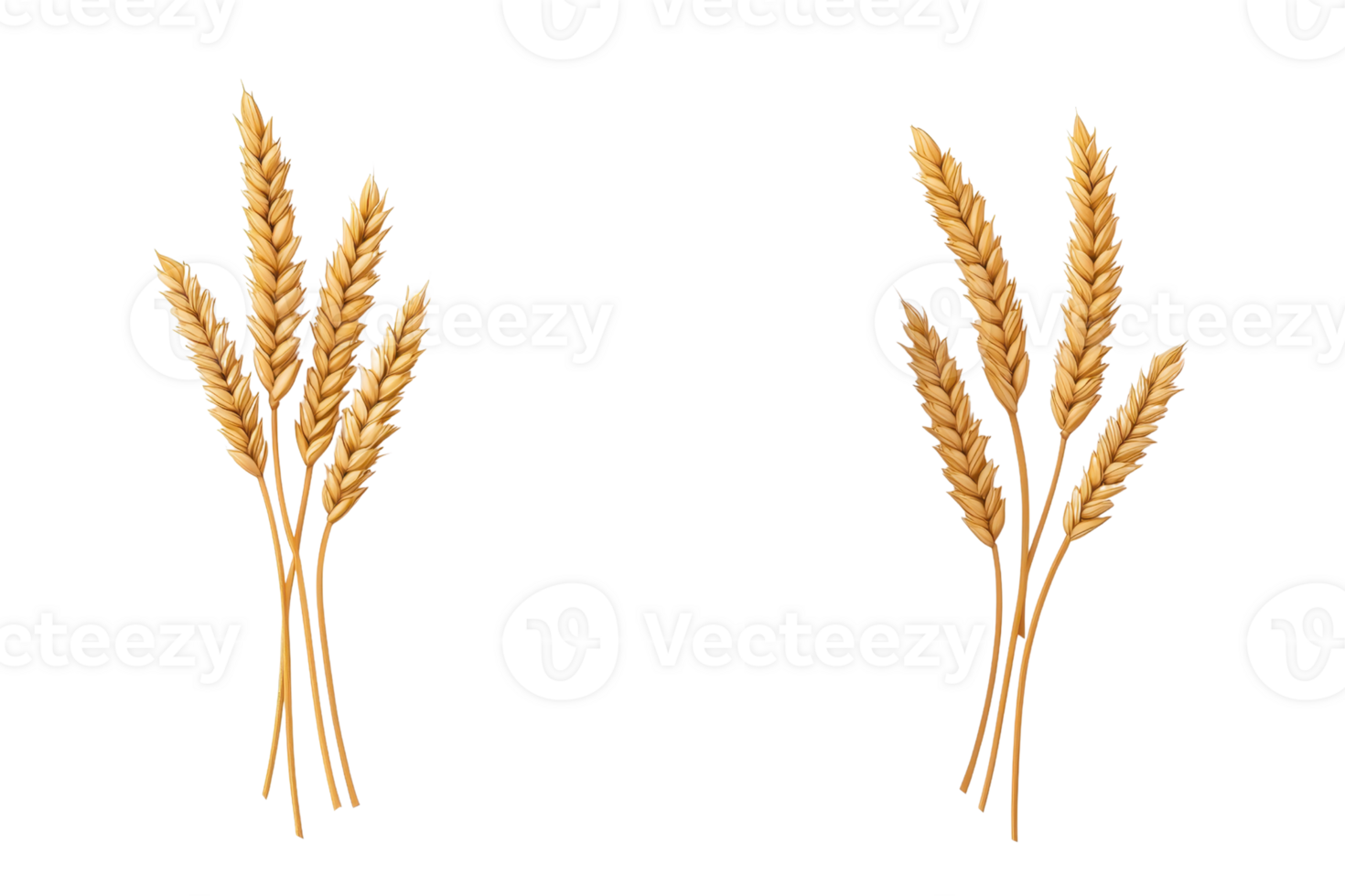 Two clusters of golden wheat stalks display their rich texture and natural beauty, symbolizing agriculture and harvest. png